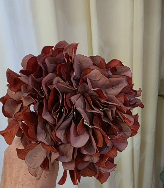 Hydrangea - Chocolate