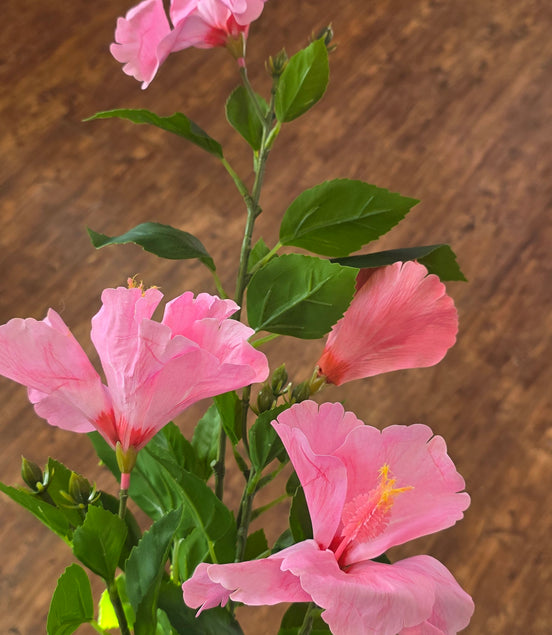 Hibiscus - Pink