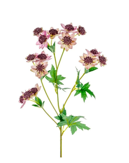 Astrantia Pink