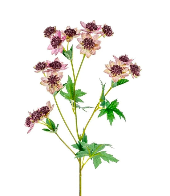 Astrantia Pink