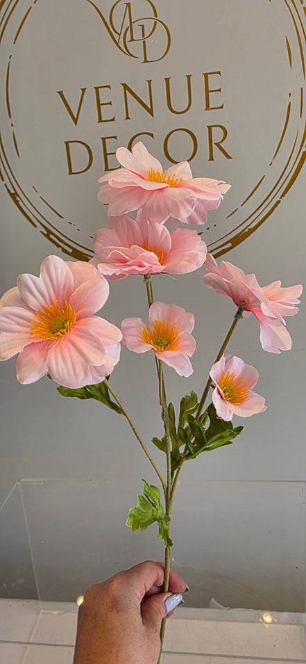 Japanese Anemone